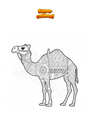 Coloring page Dromedary Mandala Zentangle