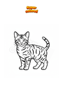 Dibujo para colorear Gato toyger