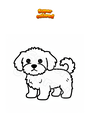 Dibujo para colorear Perro maltés