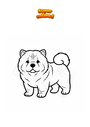 Disegno da colorare Cane Chow Chow