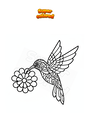 Disegno da colorare Colibrì Mandala Zentangle